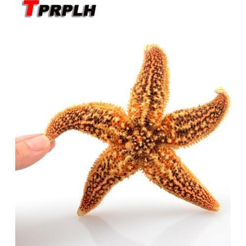 TPRPLH Decorative Seashells