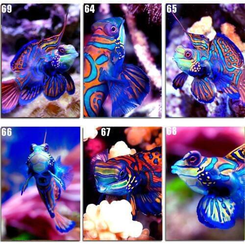 Peter ren DIY Diamond Painting Cross stitch kit 5D Round Diamond mosaic full icon Diamond Embroidery Crafts Color goldfish