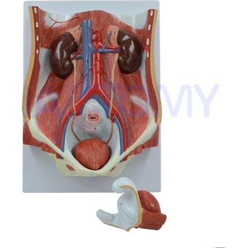 Dual-sex Urinary System Model Medical Supplies and Equipment Anatomia Reproductor Masculino Anatomical Model Kidney