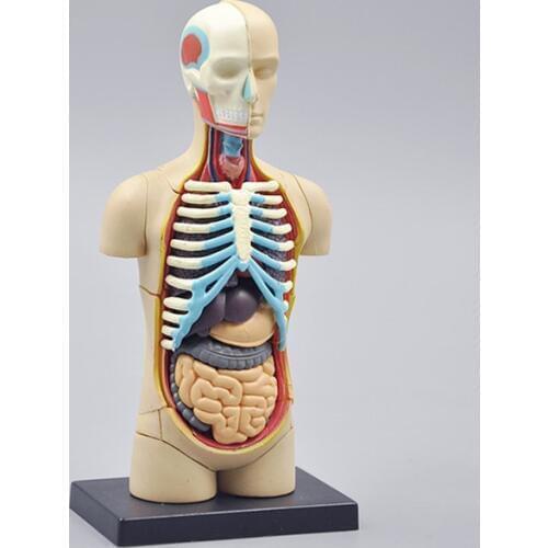 32pcs assemble 4D Human torso Body model anatomical Anatomy of organs Medical teaching DIY science