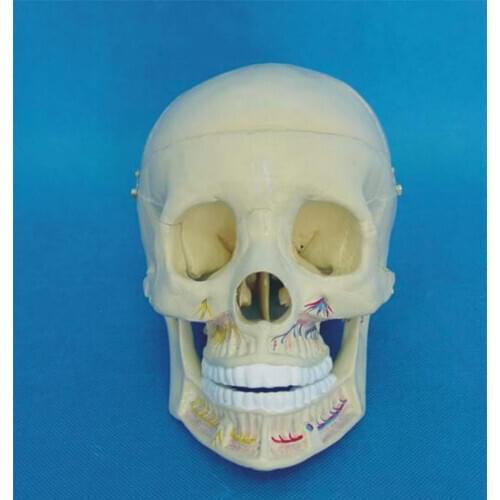 1:1 Life Size Human Skull Model Head Skeleton Model Human Anatomy Skull Brain Anatomia Model Medical Science Teaching Supplies