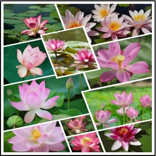 Diy Diamond Painting a Symbol of Summer The Yellow Stamens of Lotus Flowers That Are Not Stained Green Lotus Leaf Pond Poster