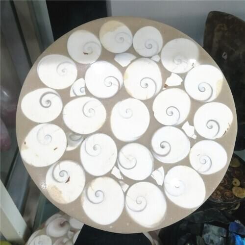 1pc super big Natural Madagascar shell fossil stone and minerals handcarved slice for ornament home decor