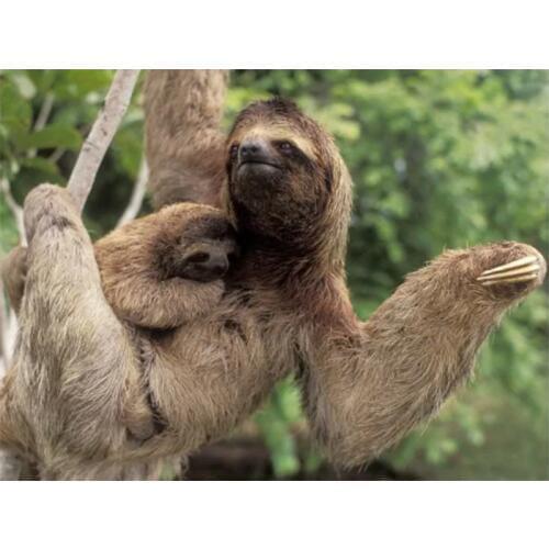 5D DIY Diamond Painting Cross Stitch Sloth Animal Full Drill Resin Round Diamond Embroidery Diamond Mosaic Home Decor