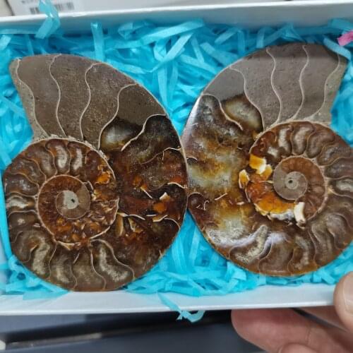 Natural Conch Snail Pendant Necklace Rough Stone DIY Ornaments Ammonite Slices Polished Split Conch Fossil Pendant For Women Men