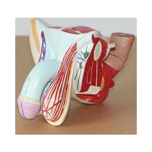 1:1Male genitalia Urinary System Model Anatomical testicle Medical Teaching model free shipping