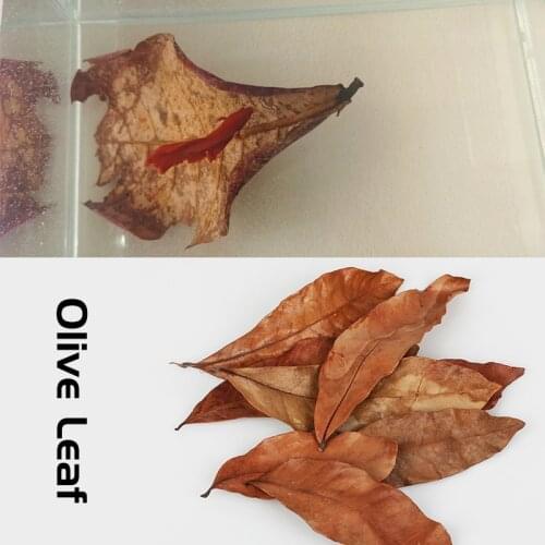 Aquarium Tank aquario Decor Accessories Natural Terminalia Catappa Foetida 180/360PCS Leaves Leaf Fish Cleaning/Treatment