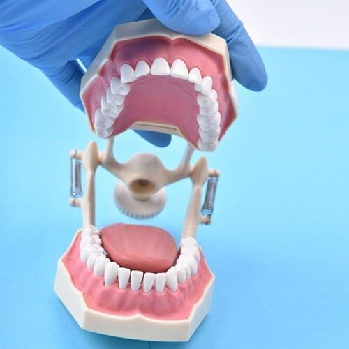 Dental model of SF teaching model teaching model tooth model 32 screws fixed jaw frame
