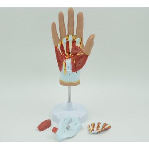 Hand Muscle anatomy model 4 parts with Palmoplantar and palmar muscles nerve