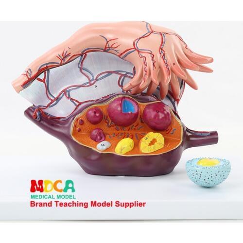 Demonstration of Ovarian Model Medicine for Ovarian Structure Amplification Model in Family Planning MSZXT008