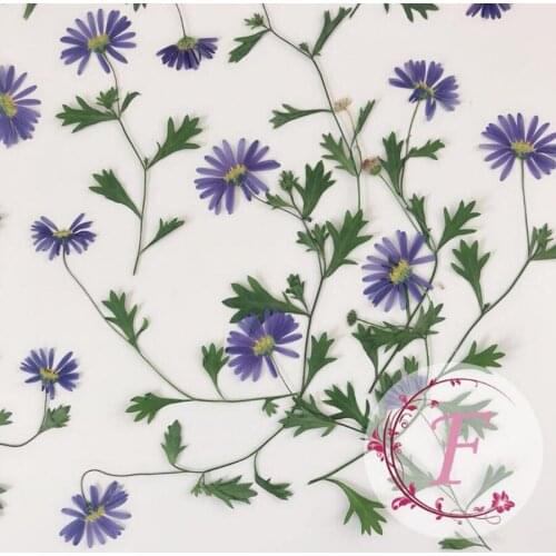 60pcs Pressed Dried Blue Daisy With Stalk Plant Herbarium For Jewelry Postcard Invitation Card Phone Case Bookmark Candle Art