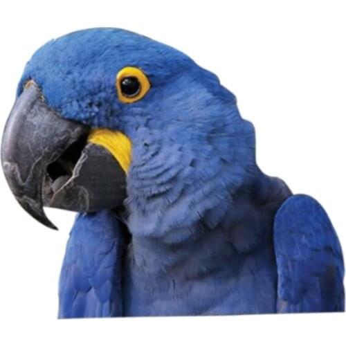 13cm x 11cm Hyazinth-Ara window sticker car decal Vinyl Decal Car Window Laptop Bumper Animal Car Stickers