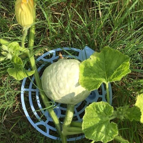 6pcs Melon Squash Cradle Watermelon Cradle Plant Support Tray Garden Support Protector Growing Circle Support Rack