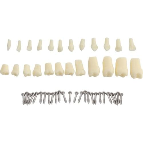 24pcs Teeth for Dental Model Children Kids Teaching Demonstration Soft Gum