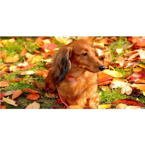 Bamboo Fiber Bath Towel Large Thick Textile Beach Towels Hotel Bathrobe dachshund sausage dog Print Throw Blanket 70 X 140cm