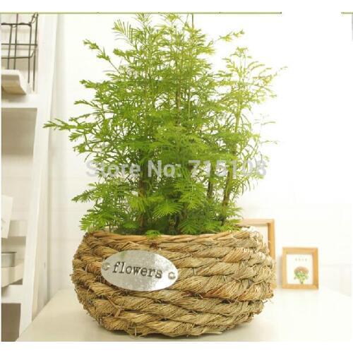 Europe Style Flower Implement Natural Style Desktop Flower Planter With Waterproofer Tub Round With English Letters Logo13*9.5cm