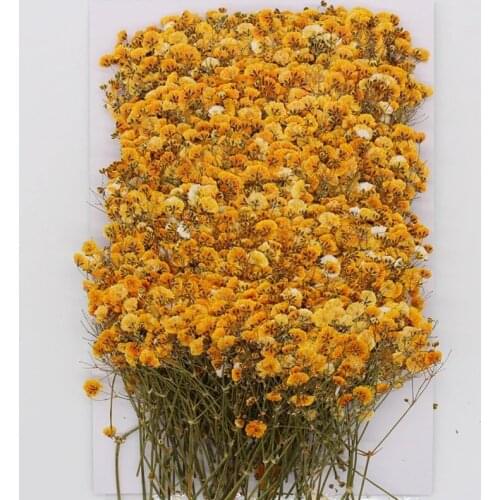 120 Pcs Natural Gypsophila Dried Flowers Small Flowers Bouquet Dry Flowers Press Mini Decorative Photography Background Decor