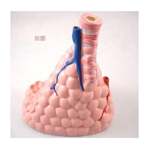 Human model Alveolar amplification model free shipping