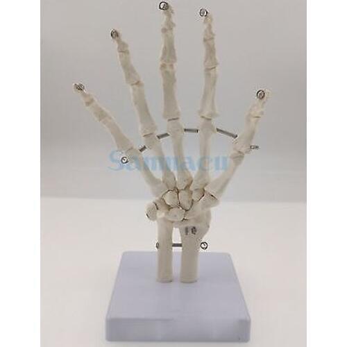Human Hand Joint Life Size Bone Skeleton Anatomical Model Medical Anatomy for Medical Science Teaching