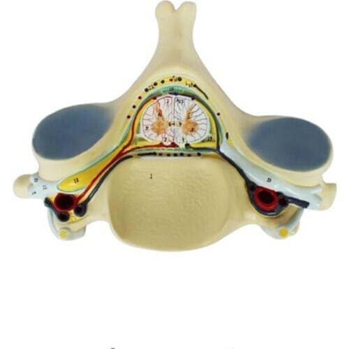 Fifth Cervical Spine Model with Medulla Spinalis and Spinal Nerve Amplification Anatomy Medical Humans Bone Model