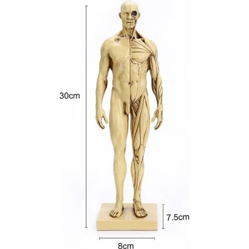 NATURAL RESIN SKULL HEAD HANDICRAFT TEACHING MEDICAL MAN MUSCLE MODEL MEDICAL TEACHING HEAD STATUE HOME DECORATION