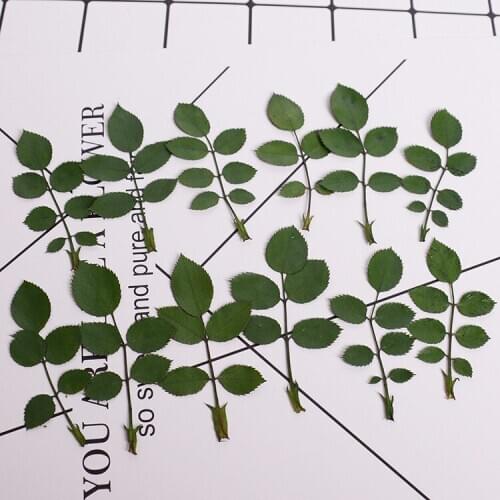 3-7cm/24PCS,Nature Pressed Real Touch Rose leaves,Eternal Flowers DIY Party Craft Bookmark Gift Card,Flores secas Facial Decor