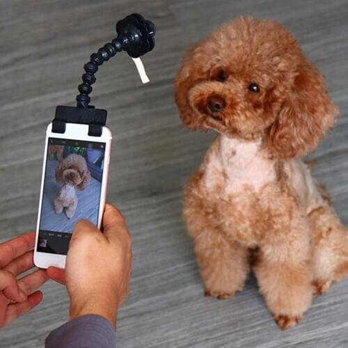 Pet Selfie Stick Smartphone Attachment Cat Dog Selfies Portraits Pets Take Photos Training Toys Portable Photographing Suppliers
