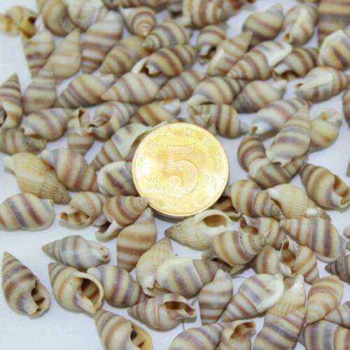 100pcs/lot Natural shells conch small zebra screw wall stickers yangtz wedding decoration shell fish tank