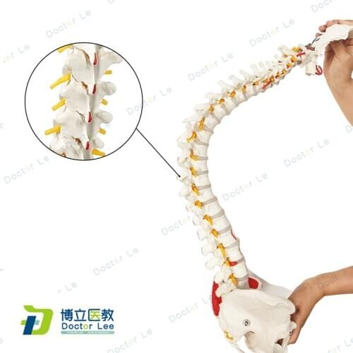 85 cm Classic flexible human anatomy spine for the orthopaedic teaching, spinal column models for simplified education