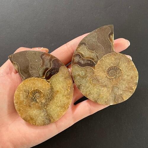 Natural Crystal Stone Conch Fossils Raw Ore Standard Ornament Student Teaching Collection
