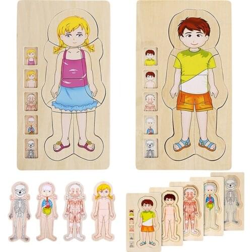 ChildrenS Educational Multi-Layer 3D Wooden Jigsaw Puzzle Human Body Structure Biological Growth Change Cognitive Jigsaw Puzzle