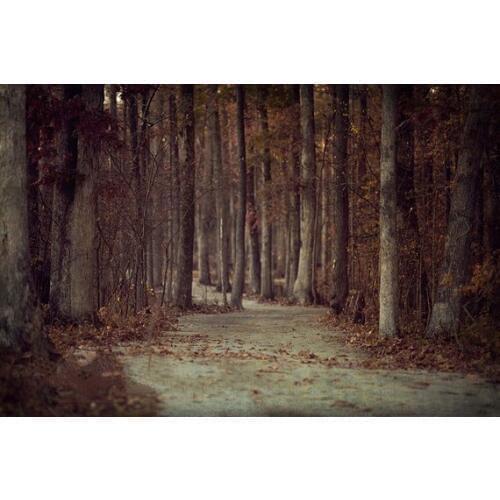 Spooky edgy jungle trees road background High quality Computer print wall photo backdrop