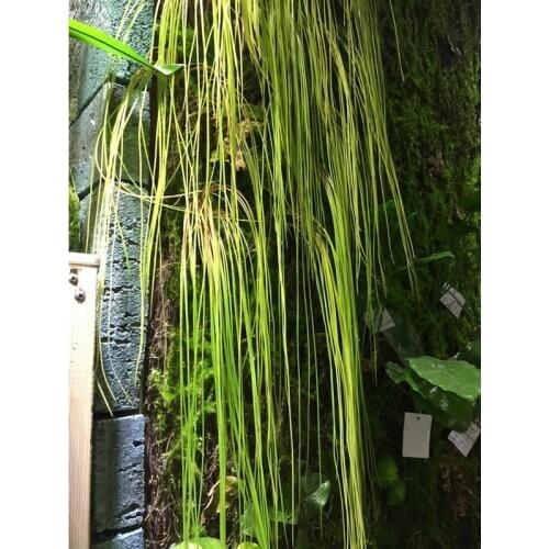 Hanging grass artificial plants flowing line plant home green wall decorative accessories plastic flowers