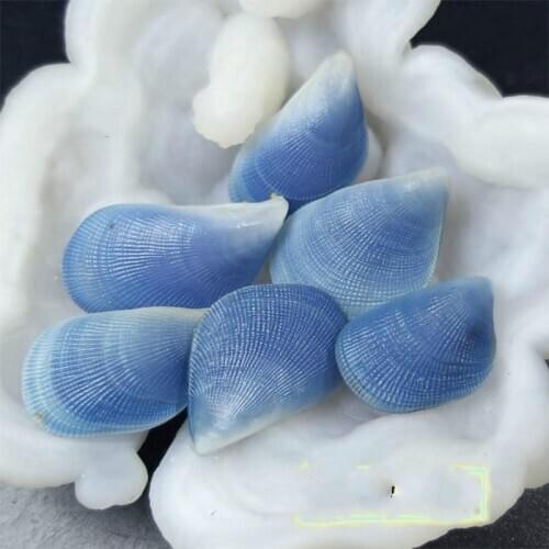 2.5 cm conch shell clam shell beach decorations for home coastal decor concha do mar