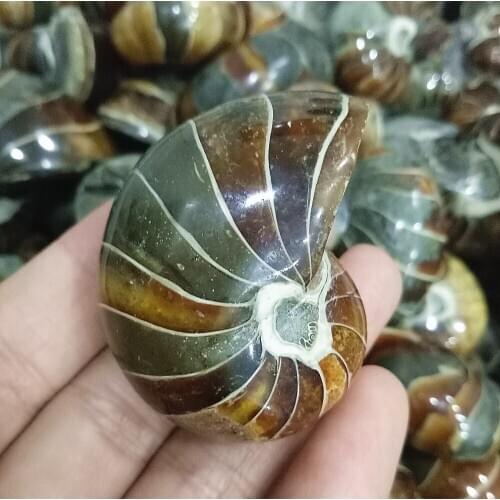 75g fossil crystal shell Chrysanthemum screw natural Siphonaria fossil conch for gift reiki healing