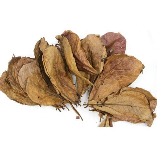 20pcs Nature Terminalia Catappa Foetida Almond Leaves Water Filter Aquarium Fish Tank Breeding Shrimp Snails Catfish Ornament