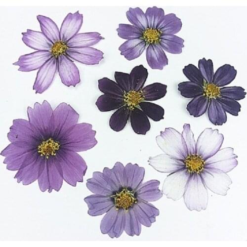 50pcs Pressed Dried Galsang Flower Plant Herbarium For Epoxy Resin Makeup Jewelry Postcard Invitation Card Phone Case DIY