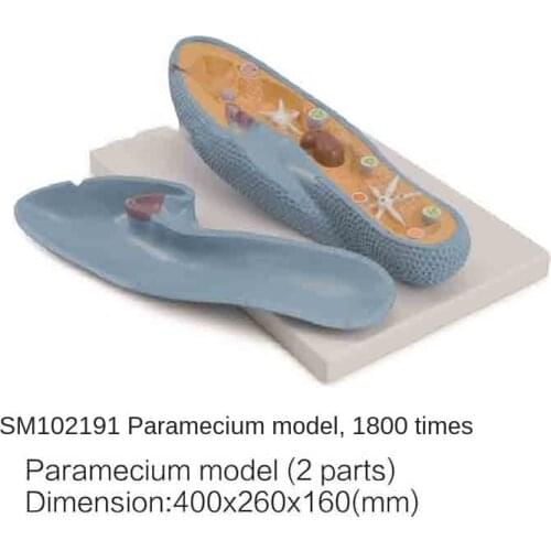 The SM102191 grassworm model is magnified 1800 times
