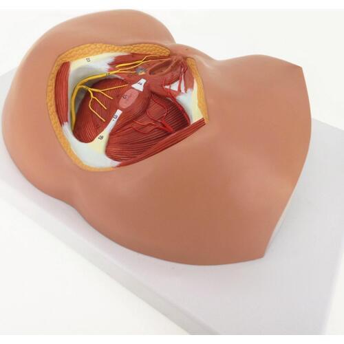 Human Female Perineum Anatomy Anatomical Medical Education Vasculature Nerve Model Teaching Resources