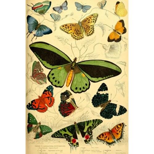 Butterflies chart garden wildlife insect vintage Photo Art Film Print Silk Poster for Your Home Wall Decor 24x36inch