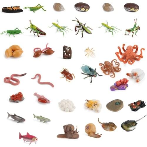 Simulation Animals Growth Cycle Model Cicada Snails Salmon Life Cycle Action Figurine Toy Figures Educational Toys For Children