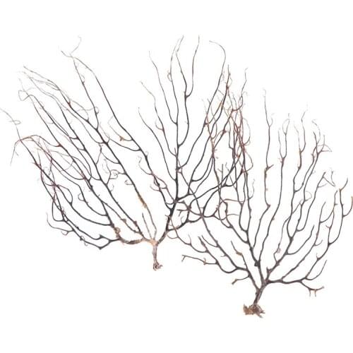 1PC Natural Conch Shell Simulation Sea Willow Sea Iron Tree Coral Branch Craft Household Home Decoration Seafish Ornamento 2Size