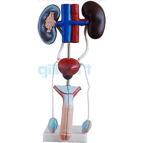High quality Male Three Dimensional Urinary System With Artery Vein Kidney Medical Model