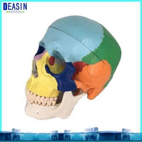 Skull model extraoral model dental tooth teeth dentist anatomical anatomy model odontologia