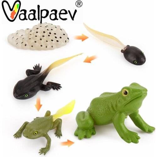 Growth Cycle Mircle Turtles Frog Snake Spider Duck Animals Simulation Action Figures Modles Collection Educational Toys For Kids