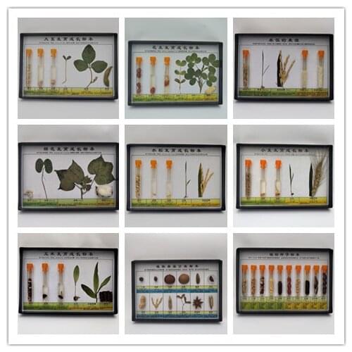 The development process of dragonflies, butterflies, frogs, marine biology, insects, animal and plant specimens