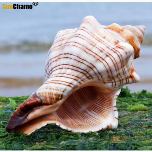 DIY Succulent Conch Flower Fish Tank Aquarium Mediterranean Decoration Micro-landscape Specimens Crafts Beach Home Decorations