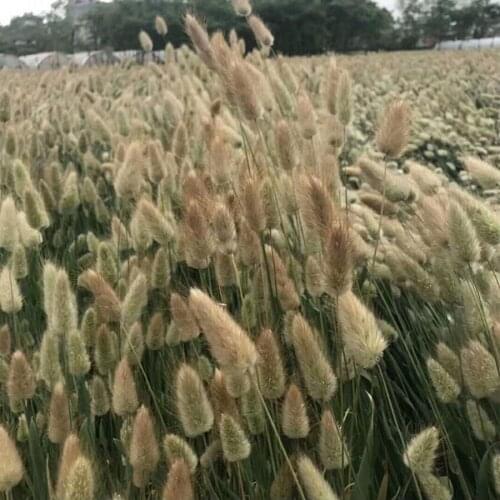 10 Bundles Preserved Dried Natural Color Bunny Tails Flower For Craft Gift Material Accessory Decoration Flower Arranging DIY