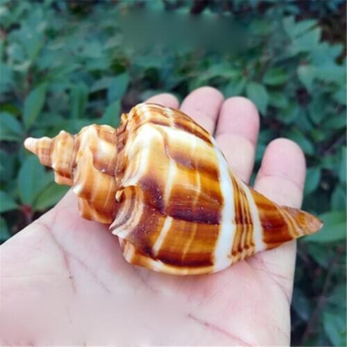 Natural Conch SeaShell Red Mouth Flower Conch Shellfish Hermit Crab Replacement Shell Fish Tank Aquarium Decoration