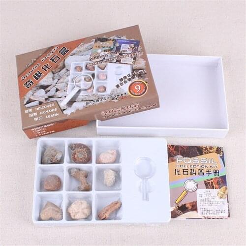 Wholesale 3boxes/Lot Natural Shark Tooth Conch Mineral Paleontological Fossil Science Teaching Specimen Jewelry